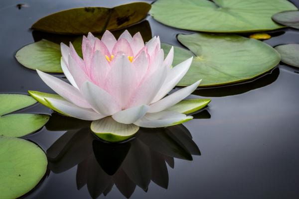 Institut Bien-être — Massage californien